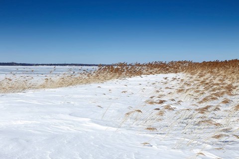 Winter landscape
