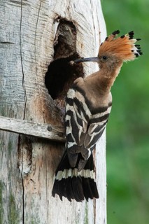 Hoopoe (Upupa epops) Hoopoe at the nesting box
