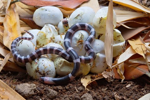 Banded Krait (Bungarus candidus)