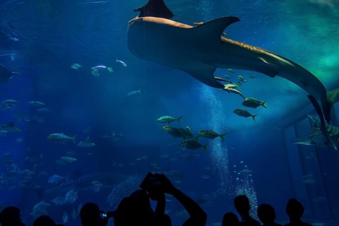 Whaleshark in the Churaumi Aquarium