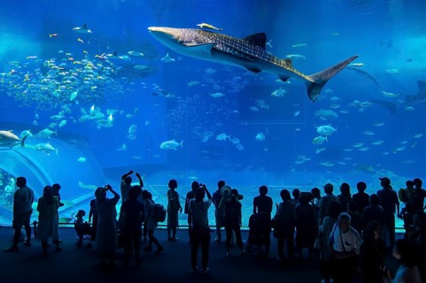 Whaleshark in the Churaumi Aquarium