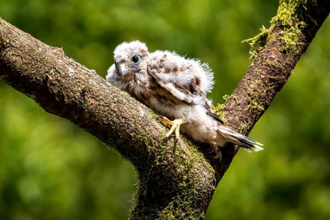 Common Common Kestrel (Falco tinnunculus)