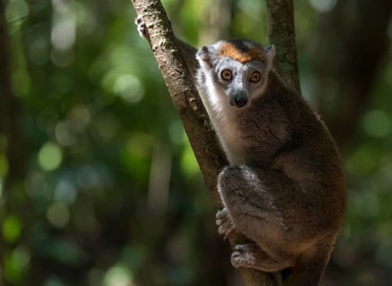Crowned lemur (Eulemur coronatus) female in the dry forests of Ankarana National Park
