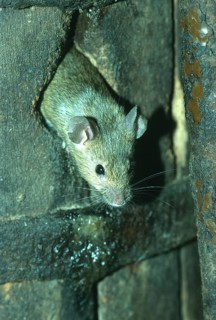 House mouse (Mus musculus) looking out of the mouse hole of a barrel