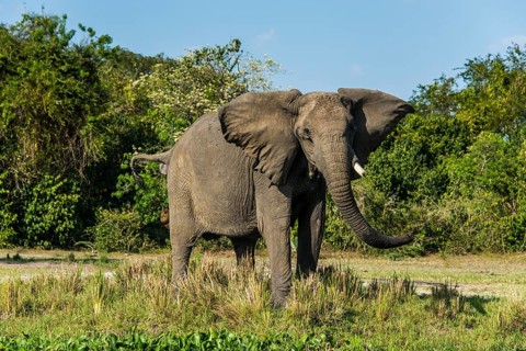 African elephant (Loxodonta africana)