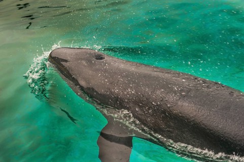 Short-finned Pilotwhale (Globicephala macrorhynchus)