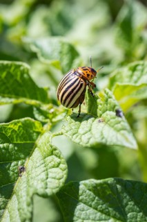 Colorado potato beetle (Leptinotarsa decemlineata) on the leaf of a potato (Solanum tuberosum)