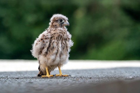 Common Common Kestrel (Falco tinnunculus)