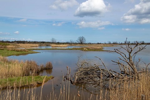 Controlled waterlogging
