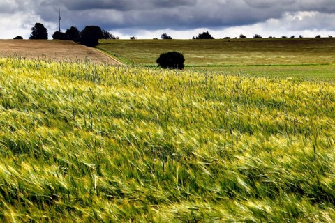 Wheat field