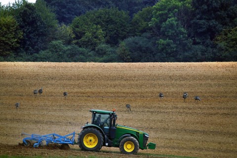 Tractor and nandus in the valley of the Wakenitz