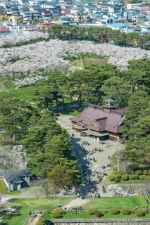 Star shaped Fort Goryokaku in the cherry blossom