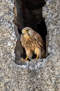 Common kestrel (Falco tinnunculus)