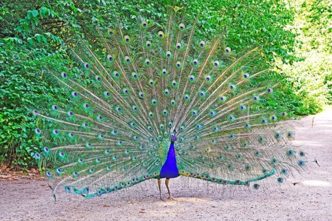Indian peafowl (Pavo cristatus) Beating a wheel