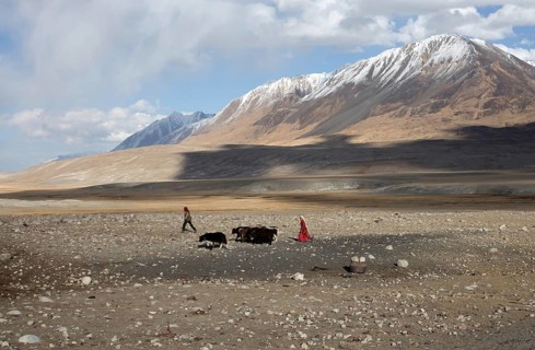 A Kyrgyz woman in traditional traditional costume and a man bring three yaks for milking to Bozai Gumbaz