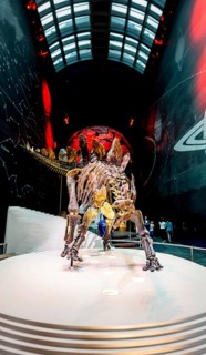 Skellet of a Stegosaurus dinosaur