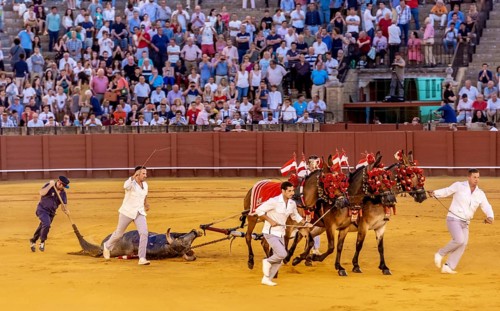 Bull being pulled through the arena on horses to pay tribute