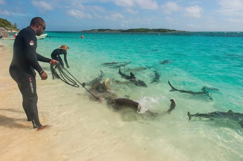 Local guides feeding lemon and reef sharks in the turquoise wateres of the Exumas