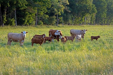 Cattle on pasture