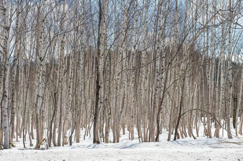 Birch tree forest