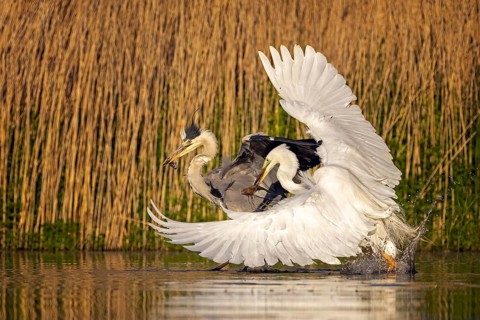 Grey heron (Ardea cinerea) and Great egret (Casmerodius albus) fighting over caught fish