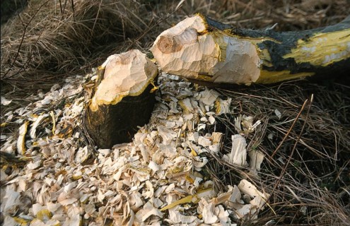 Tree felled by beaver