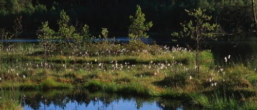 Floating island in Zakret nature reserve