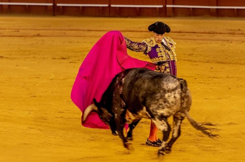 Banderillero with capa with running bull