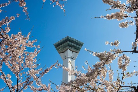 Viewing plattform in the cherry blossom trees
