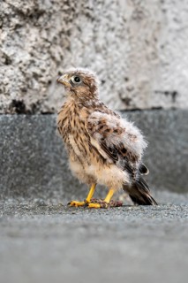 Common Common Kestrel (Falco tinnunculus)