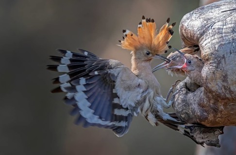 Hoopoe (Upupa epops) Old bird feeding young birds at the breeding hole