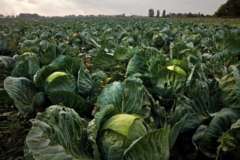 Kale field