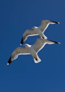 Two Gulls (Larus canus) flying synchronously with a recognisable hand-wing pattern