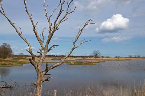 Controlled waterlogging