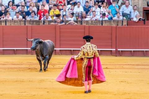 Banderillero with capa stands in front of bull