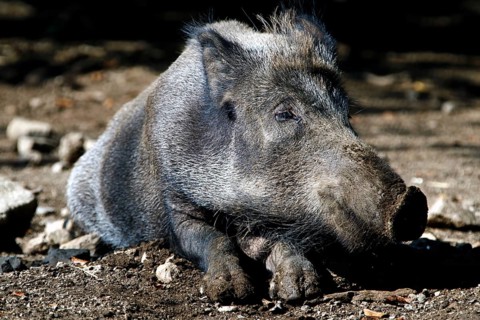 Wild boar