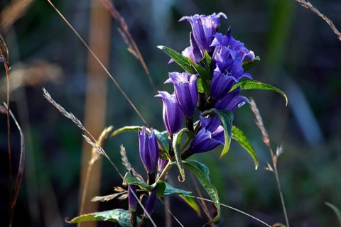 Willow Gentian (Gentiana asclepiadea)