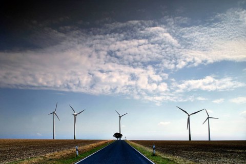 Road and tree