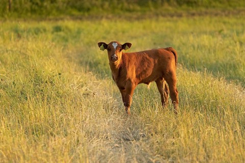 Calf at pasture