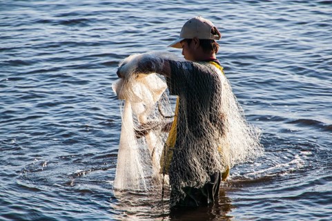 Man netfishing in the harbour of Apia