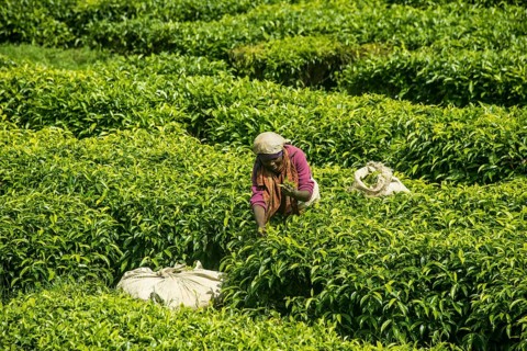 Tea worker working on a Tea plantation in the Virunga mountains