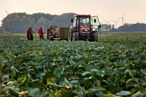 Kale field with people harvesting