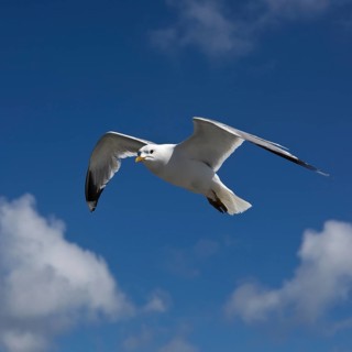 Common gull (Larus canus)