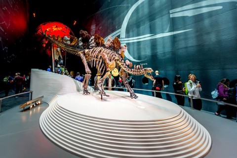 Skellet of a Stegosaurus dinosaur