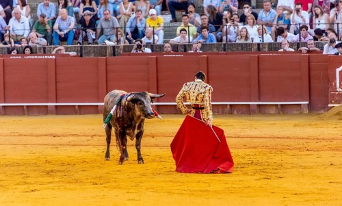 Matador with muleta in front of bull