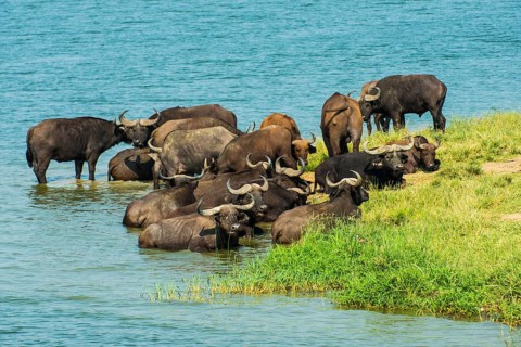 African buffalos (Syncerus caffer) or Cape buffalo