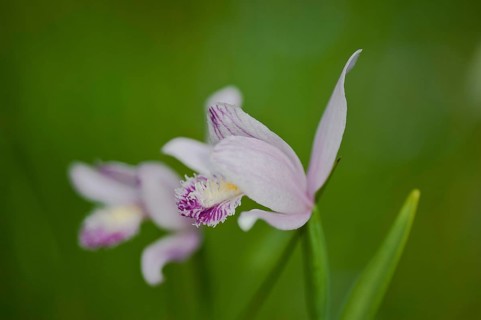 Marsh Helleborine (Epipactis palustris) in flower