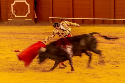 Matador with muleta with running bull