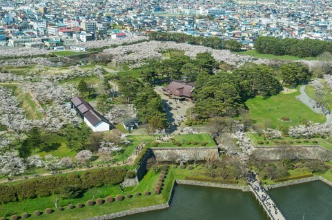 Star shaped Fort Goryokaku in the cherry blossom