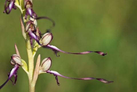 Buck's lambs-tongue Lizard orchid (Himantoglossum hircinum) in inflorescence
